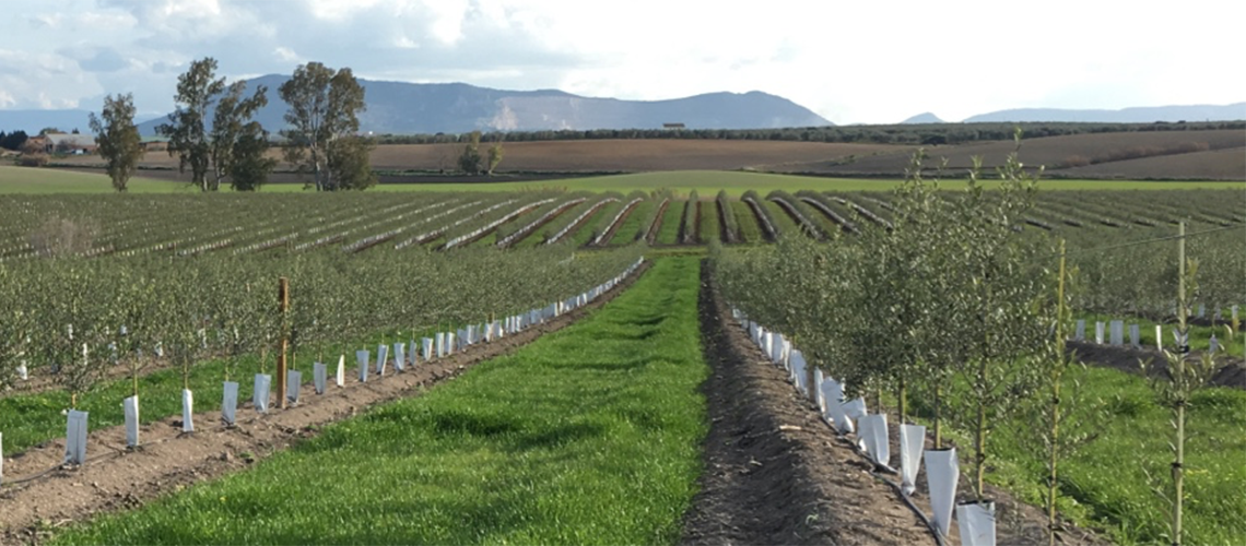 CUVrEN Olivar